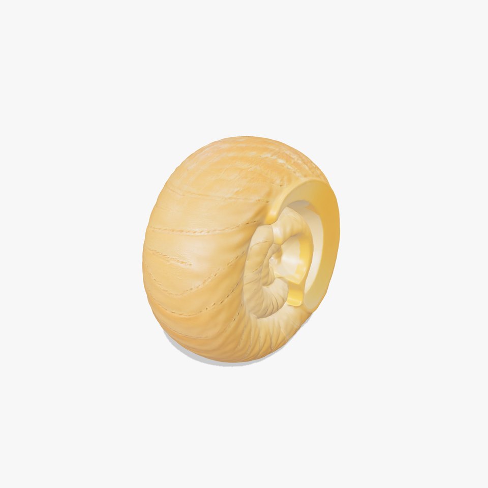 Nautilus Shell Spiral model pack